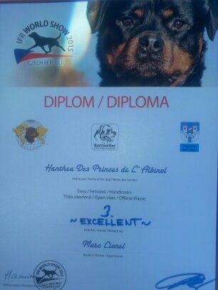 CH. Hanthea Des Princes De L'albinol - v3 open class