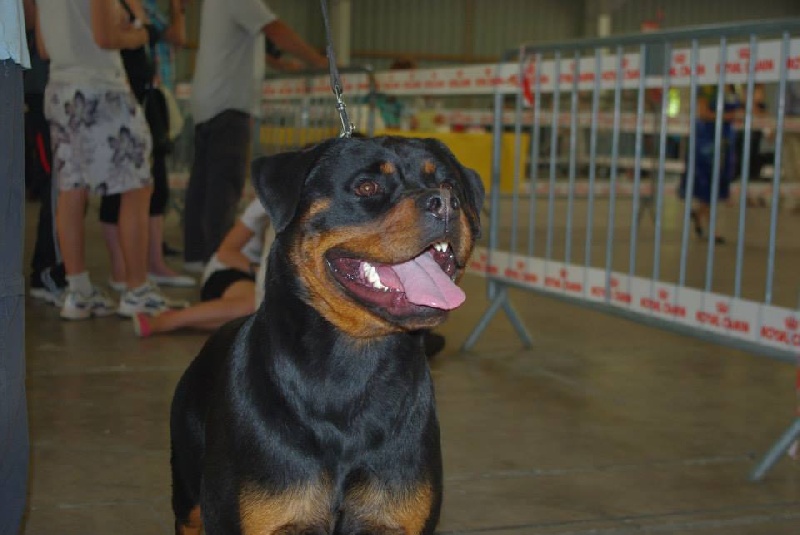 CH. Hanthea Des Princes De L'albinol - v1+cacs