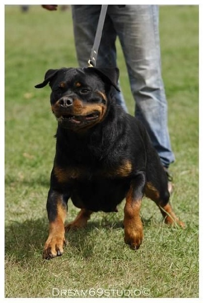 CH. Hanthea Des Princes De L'albinol - 2ème exc cl.champion