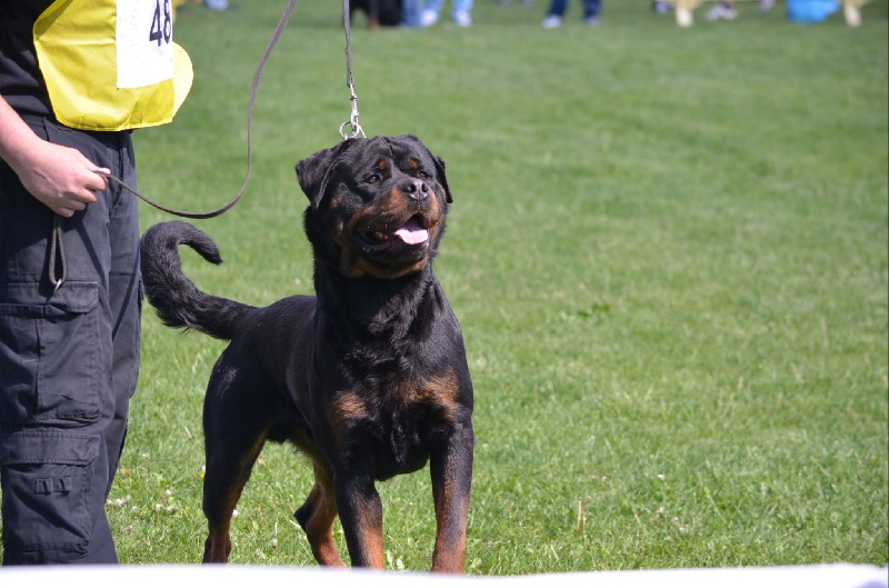 Falco of Krie Gerische Schawarz - V7 open class