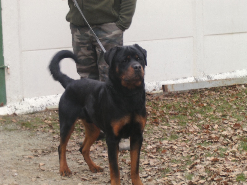 Falco of Krie Gerische Schawarz - 3ème trés bon