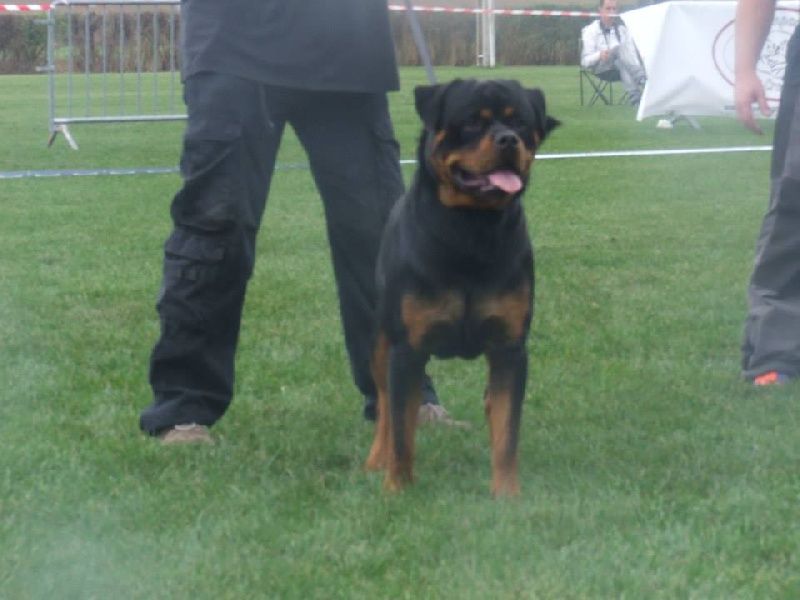 Hercule Des Princes De L'albinol - RCACS CL.INT M