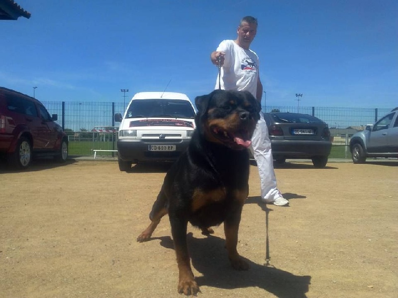 CH. Hanthea Des Princes De L'albinol - MEILLEUR DE RACE V1 CL CH