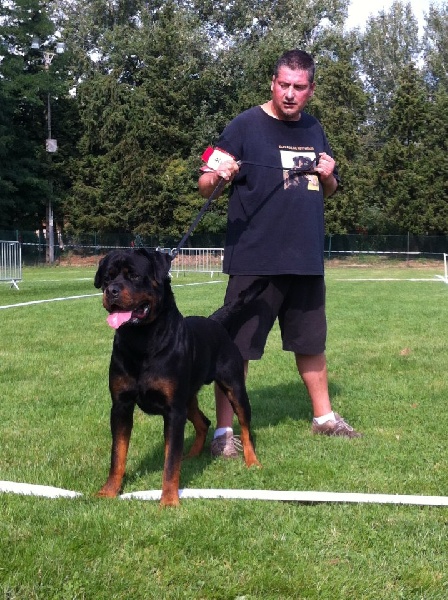 Falco of Krie Gerische Schawarz - V CLASSE OUVERTE MALE