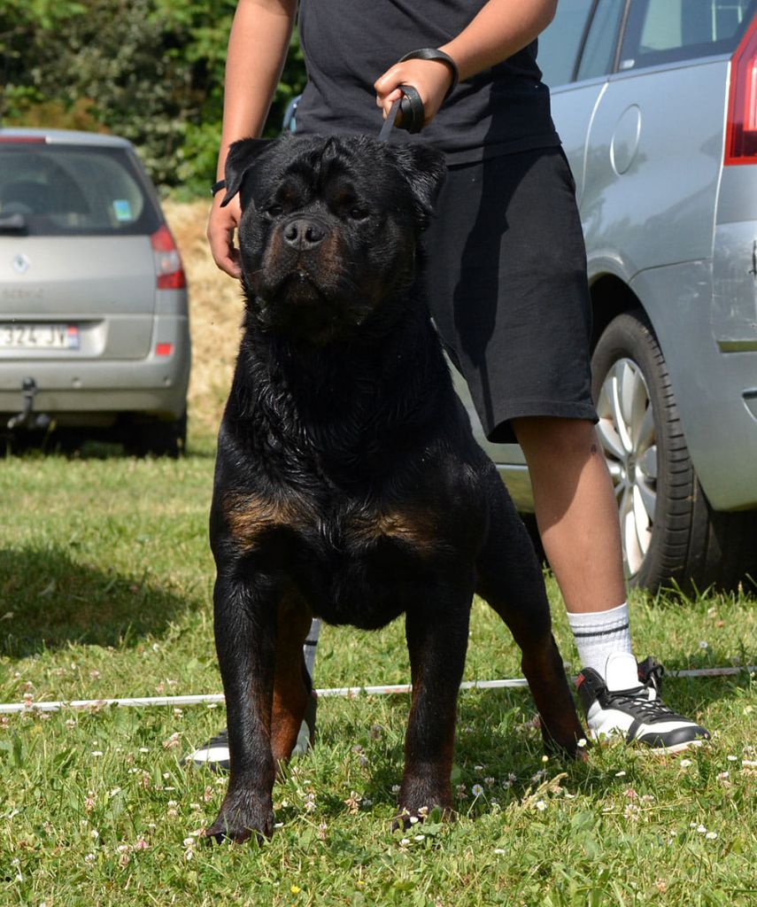 Rava Des Princes De L'albinol - 2 ème excellent cl. Inter mâle