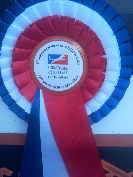 CH. Hanthea Des Princes De L'albinol - 1ère excellent classe champion