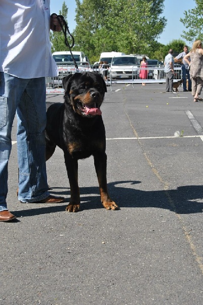 Falco of Krie Gerische Schawarz - V2 classe ouverte