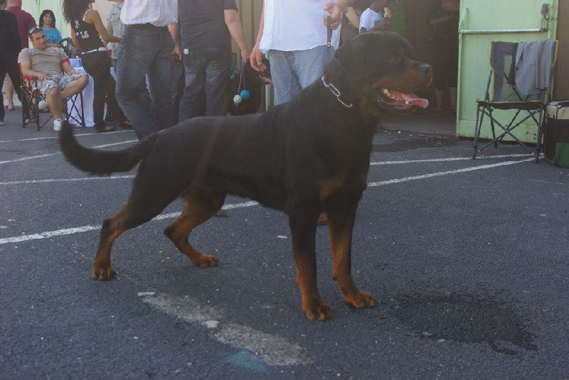 Falco of Krie Gerische Schawarz - V3 classe ouverte