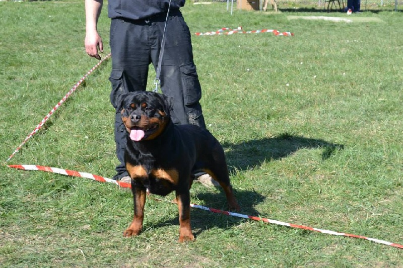 CH. Hanthea Des Princes De L'albinol - V3 classe ouverte