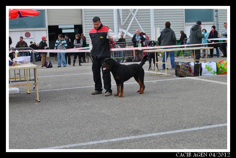 Falco of Krie Gerische Schawarz - V4 OPEN CLASS