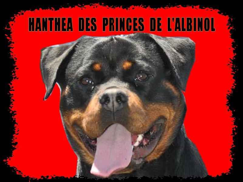 CH. Hanthea Des Princes De L'albinol - V1 cl.CH