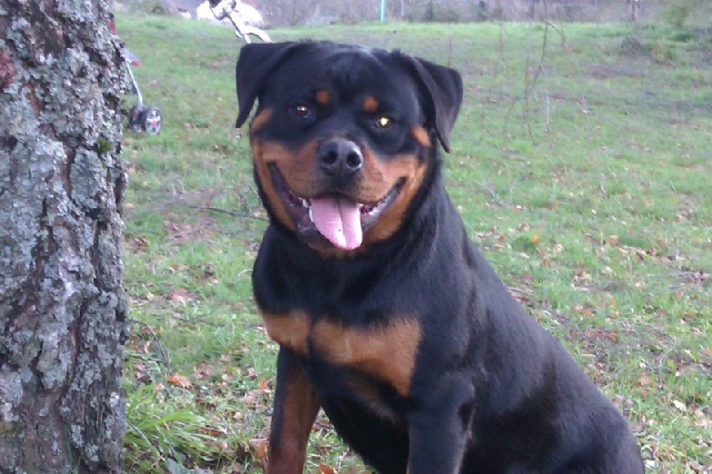 CH. Hanthea Des Princes De L'albinol - 1ère exc