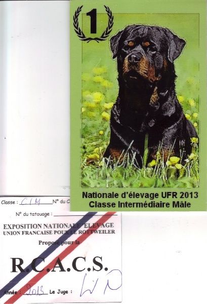 Hercule Des Princes De L'albinol - 1ER CLASSE ELEVAGE