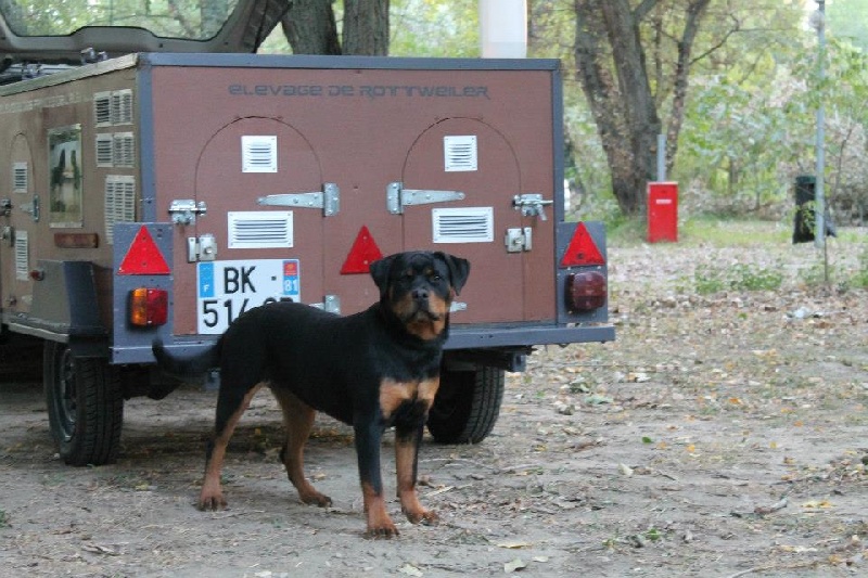 CH. Hanthea Des Princes De L'albinol - trés prometteur