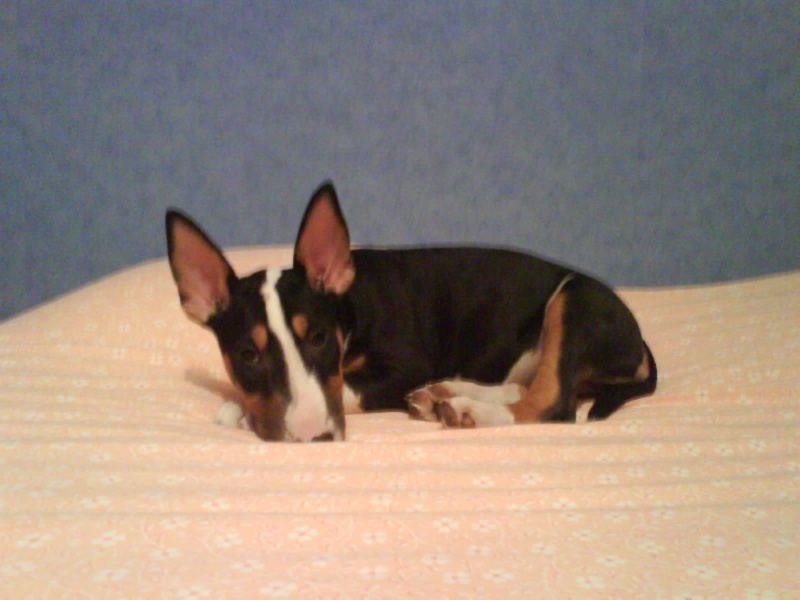 Chanel (Sans Affixe)