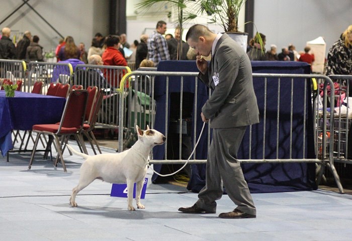 CH. Black Domina Grazia - 1er Très Bon en classe intermédiaire femelles