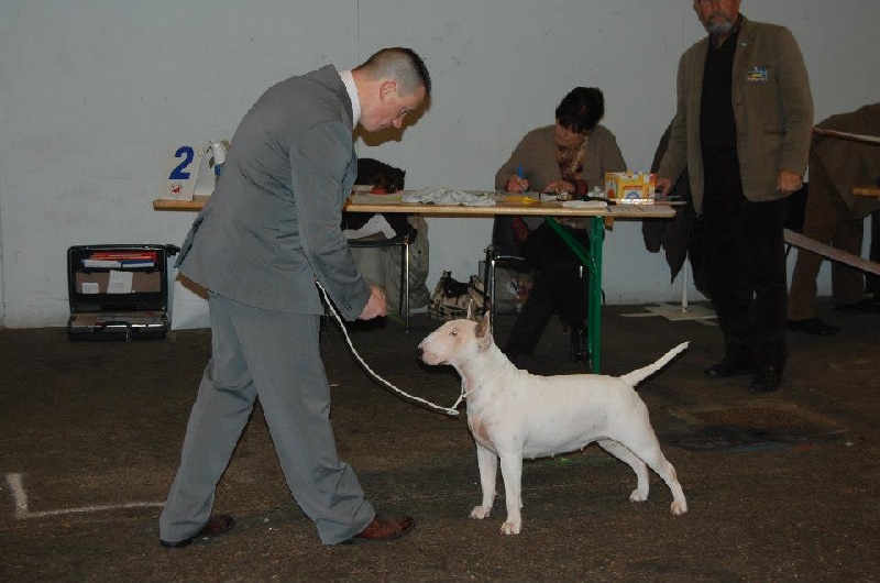 CH. Black Domina Grazia - 1er excellent en classe intermédiaire femelles RCACS et RCACIB
