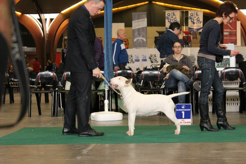 CH. Black Domina Grazia - 1er en classe ouverte femelles, RCACIB / RCAC
