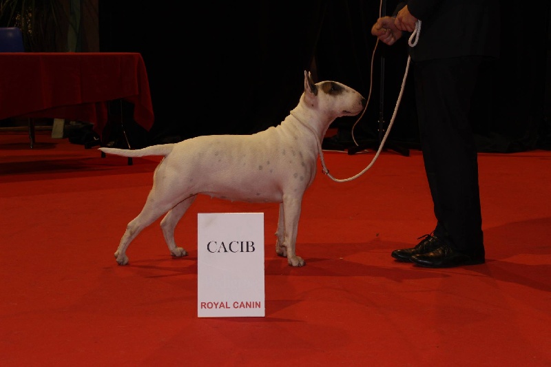 CH. Black Domina Grazia - 1er excellent en classe ouverte femelles / CACIB / CAC / BOB