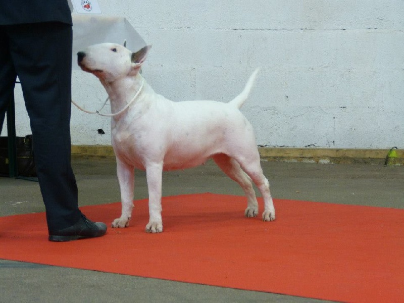 CH. Black Domina Grazia - 3eme excellent en classe ouverte femelles