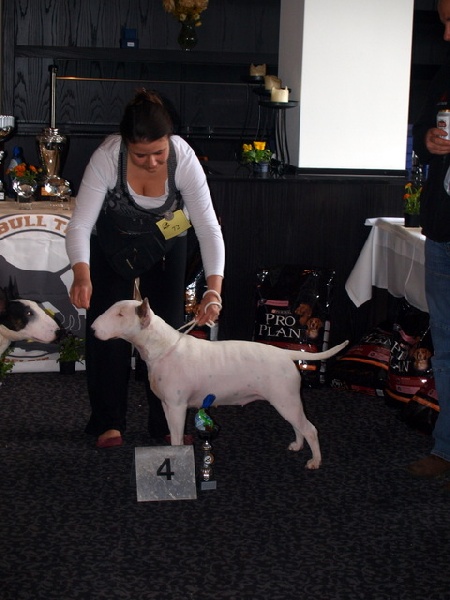 CH. Black Domina Grazia - 4ème excellent en classe jeune femelles