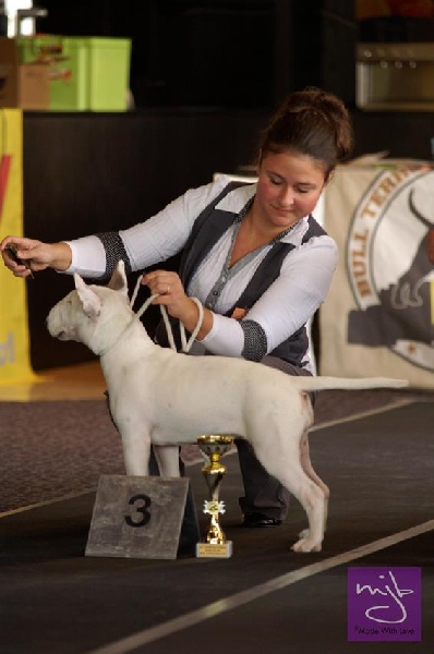 CH. Black Domina Grazia - 3ème prometteur en classe puppy 3-6 mois