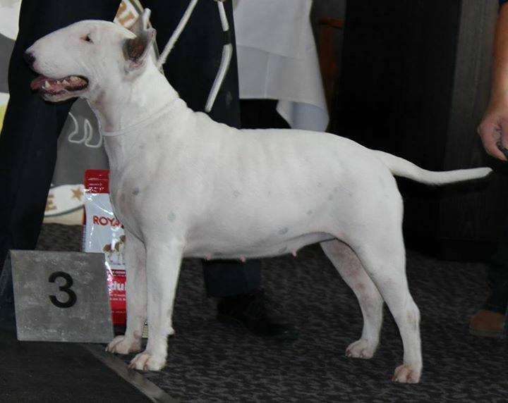 CH. Black Domina Grazia - 3eme excellent en classe ouverte femelles