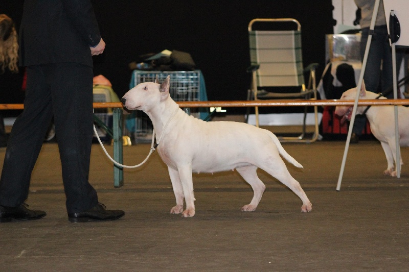 CH. Black Domina Grazia - 1er excellent en classe ouverte femelles / CACIB / CAC