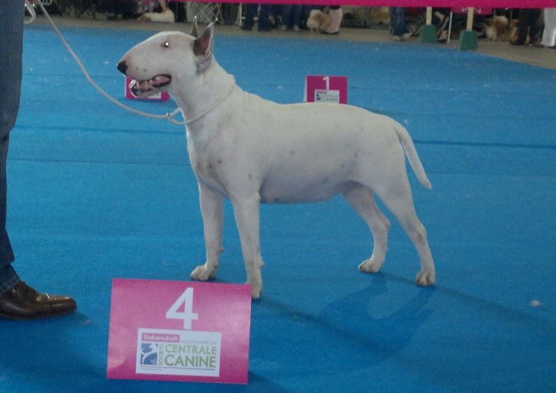 CH. Black Domina Grazia - 4ème excellent en classe jeune femelles