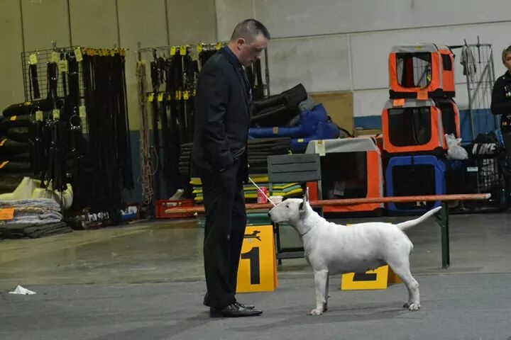 CH. Black Domina Grazia - 1er excellent classe CH femelles CACL / Championne du Luxembourg
