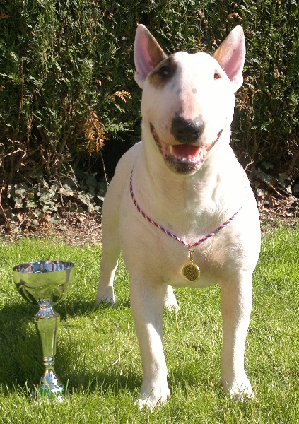 CH. Black Domina Grazia - 1er excellent en classe jeune femelles + meilleur de race jeune + BEST BITCH