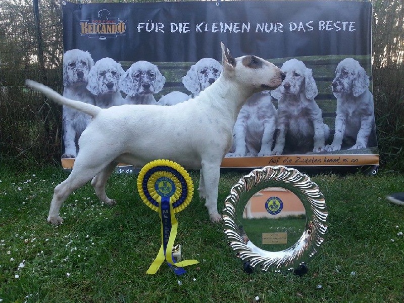 CH. Black Domina Grazia - 1er excellent classe champions / CACIB / meilleur champion/ meilleur de race