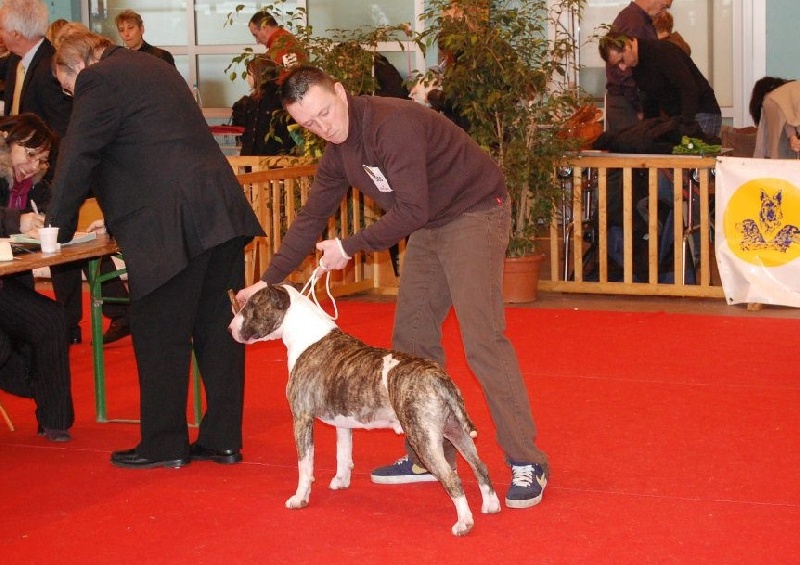 Esteban de la Tribu d'Urvi - 2ème très bon en ouverte mâles