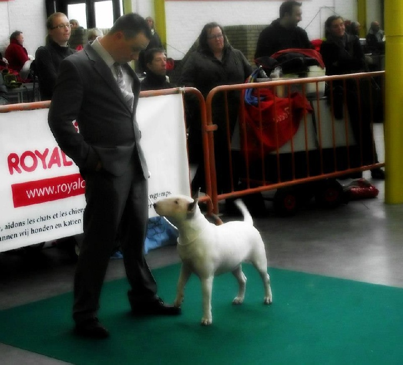 CH. Black Domina Grazia - 1er excellent en classe intermédiaire femelles CACIB / BOB