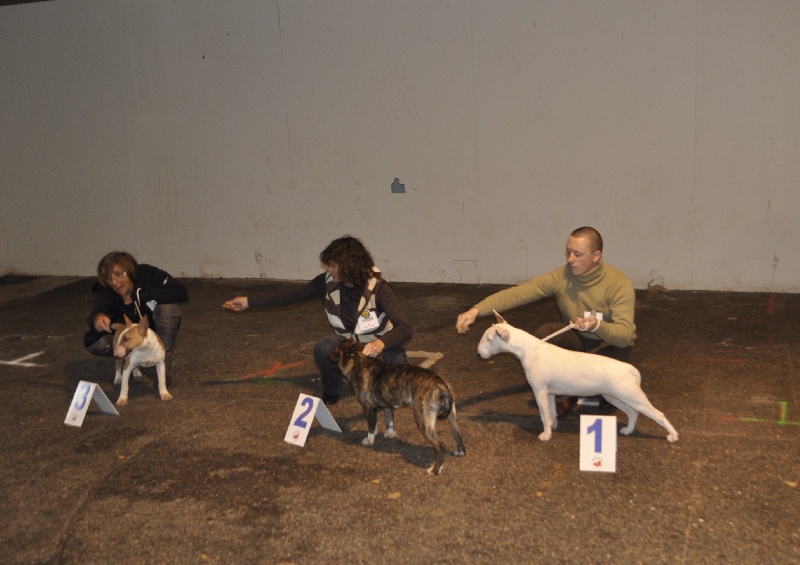 CH. Black Domina Grazia - 1er très prometteur en puppy femelles 6-9 mois