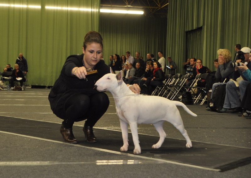 CH. Black Domina Grazia - 1er très prometteur en puppy femelles 6-9 mois