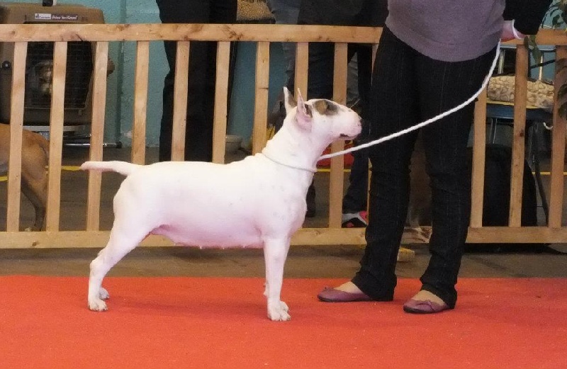 CH. Black Domina Grazia - 1er excellent en classe jeune femelles + meilleur de race jeune