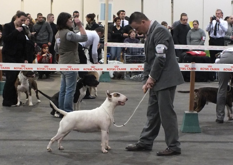 CH. Black Domina Grazia - 1er excellent en classe intermédiaire femelles RCACS