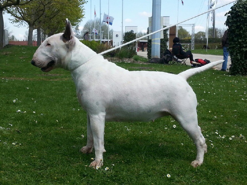 CH. Black Domina Grazia - 4ème excellent en classe intermédiaire femelles