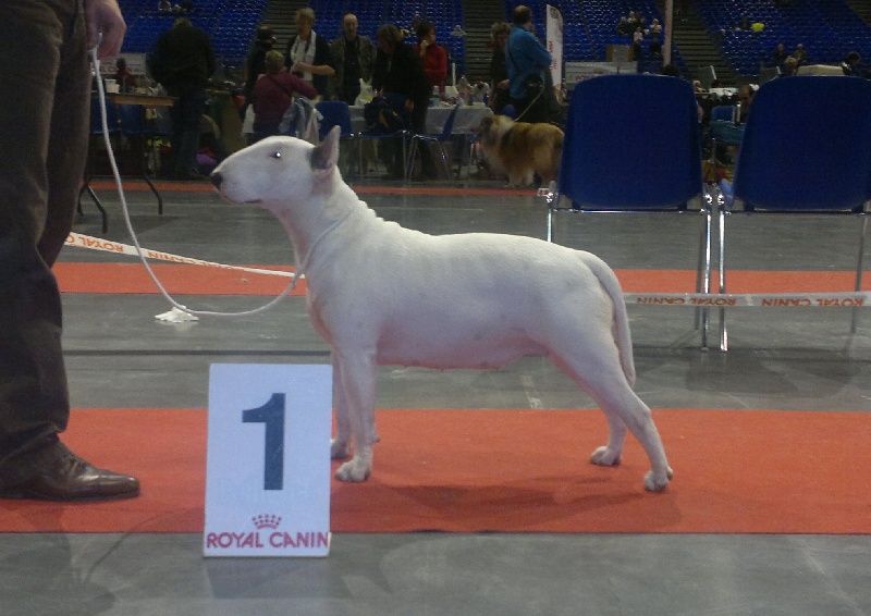 CH. Black Domina Grazia - 1er excellent en classe jeune femelles + meilleur de race jeune