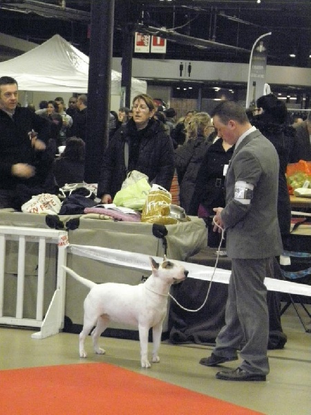 CH. Black Domina Grazia - 2ème excellent en classe intermédiaire femelles