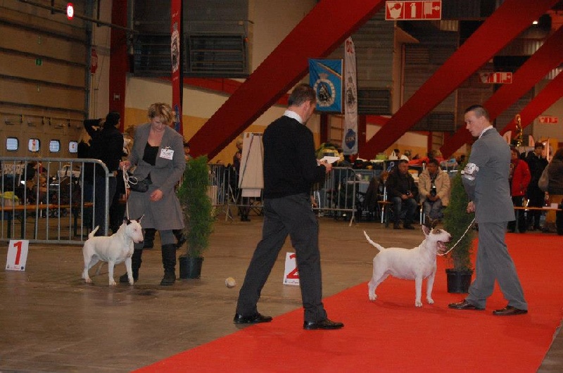 CH. Black Domina Grazia - 2ème excellent en classe intermédiaire femelles RCAC