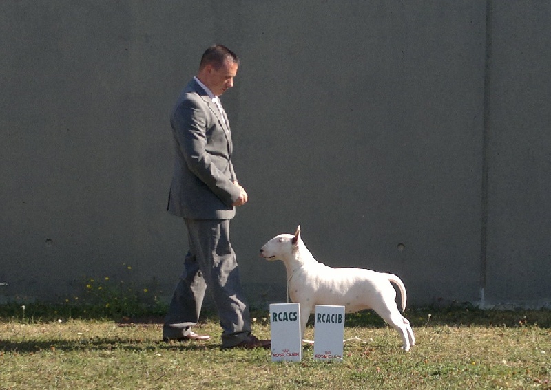 CH. Black Domina Grazia - 1er excellent en classe intermédiaire femelles + R-CACS et R-CACIB