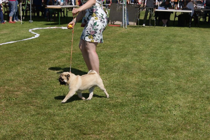 CH. seloy Heathcliff - Très Prometteru + BOB Puppy