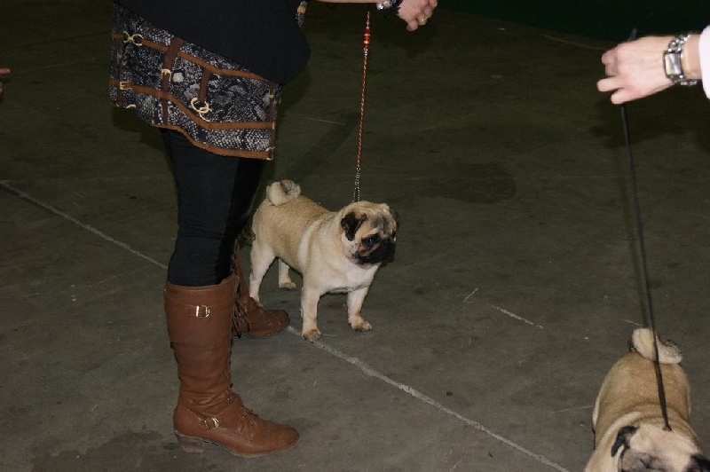 CH. seloy Heathcliff - 2e Excellent