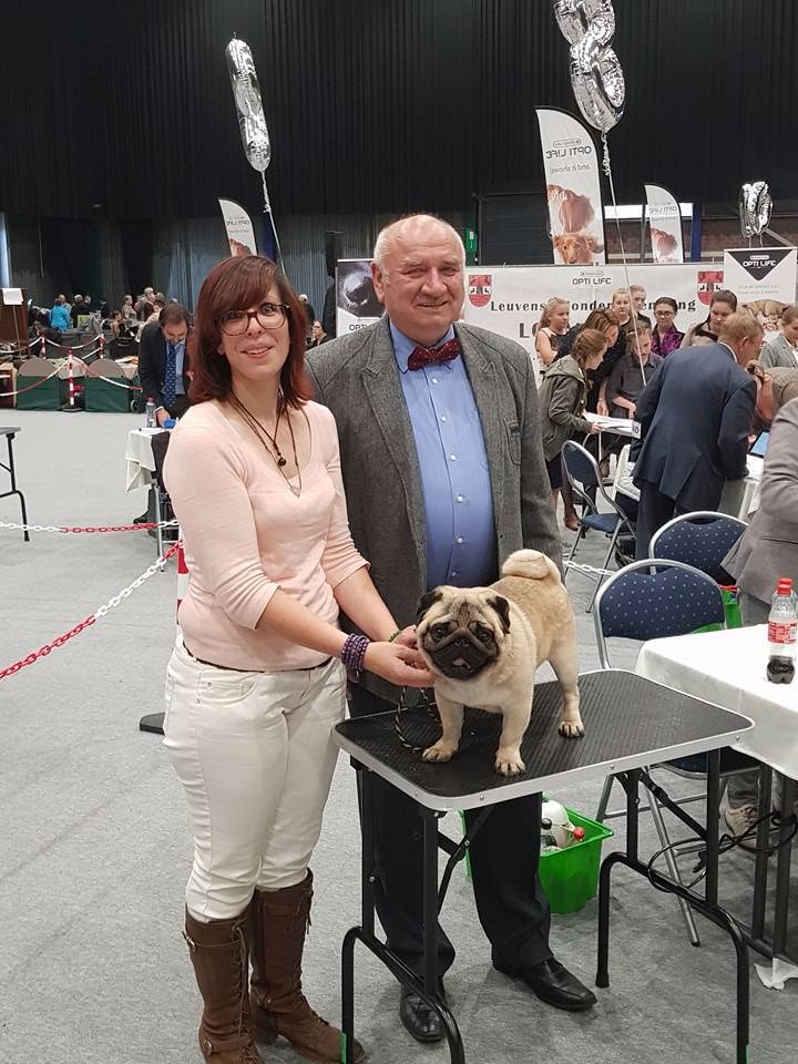 CH. seloy Heathcliff - 1er Excellent + CAC + CACIB + BOB