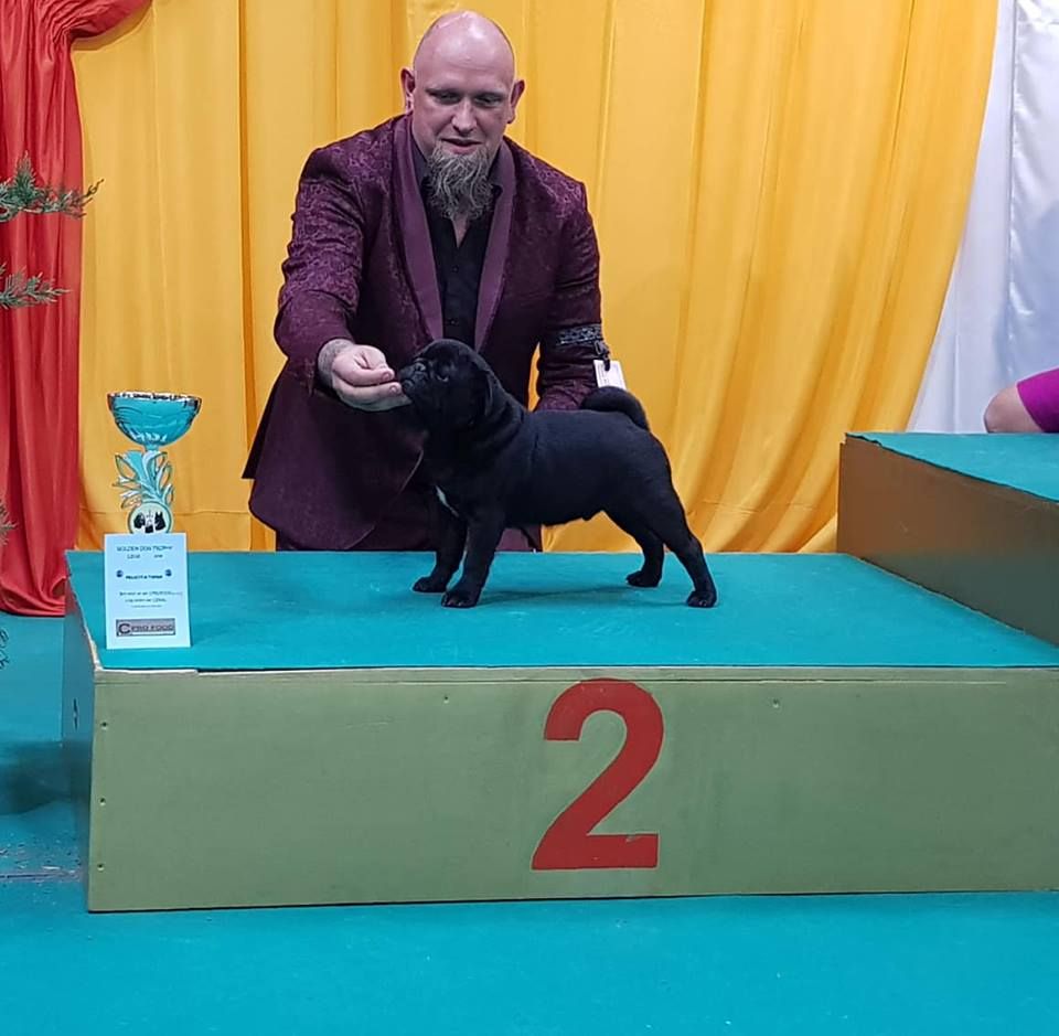 Octavius augustus Des Seigneurs De Pemberley - Très Prometteur + Meilleur Baby de race + 2e BIS Baby