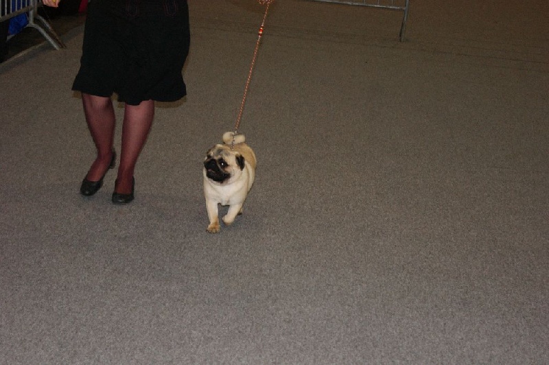 CH. seloy Heathcliff - Très Bon