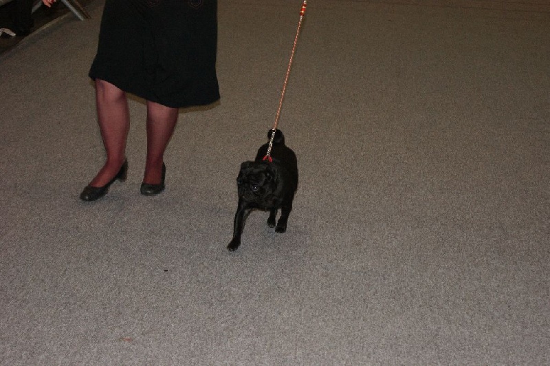 CH. Jane-bennet Des Seigneurs De Pemberley - 2e Très Bon