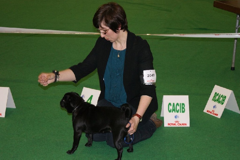 CH. Jane-bennet Des Seigneurs De Pemberley - 4e Très Bon